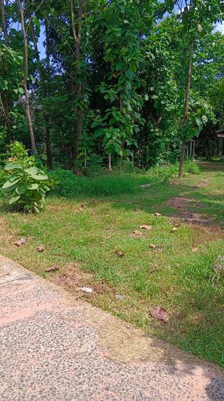 ที่ดินสวย ในหมู่บ้าน เหมาะสำหรับ ปลูกบ้านที่อยู่อาศัย และทำสวน รูปที่ 3