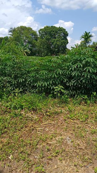 ที่ดินสวย ติดถนนหมู่บ้านและถนนไปยังวิหาร องค์ต้น รูปที่ 4