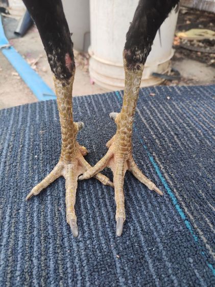 ไก่พม่า รูปที่ 4