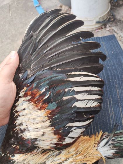 ไก่พม่า รูปที่ 2