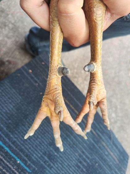 ไก่พม่า รูปที่ 5