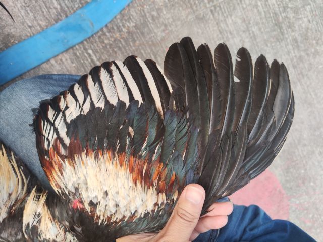 ไก่พม่า รูปที่ 3