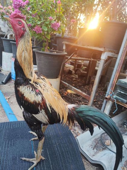 ไก่พม่า