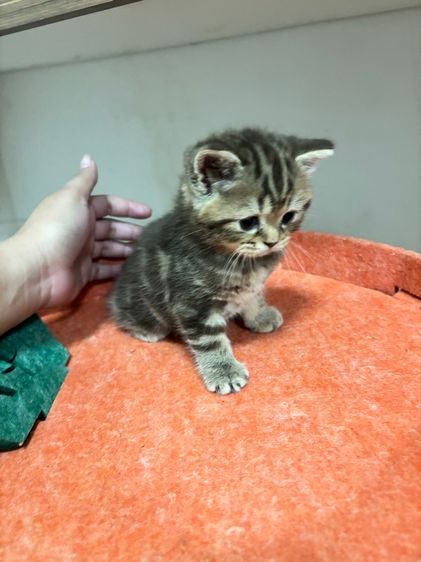 สก๊อตติชแท้หูตั้ง ลายแท็บบี้สีน้ำตาลเข้ม รูปที่ 7