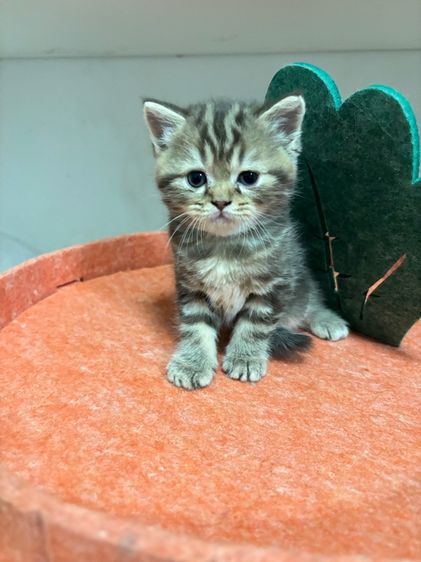 สก๊อตติชแท้หูตั้ง ลายแท็บบี้สีน้ำตาลเข้ม รูปที่ 2