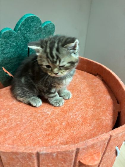 สก๊อตติชแท้หูตั้ง ลายแท็บบี้สีน้ำตาลเข้ม รูปที่ 4