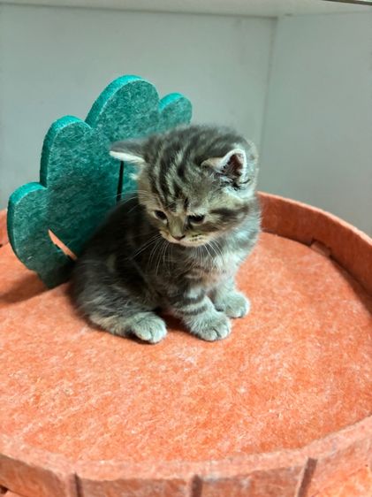 สก๊อตติชแท้หูตั้ง ลายแท็บบี้สีน้ำตาลเข้ม รูปที่ 6