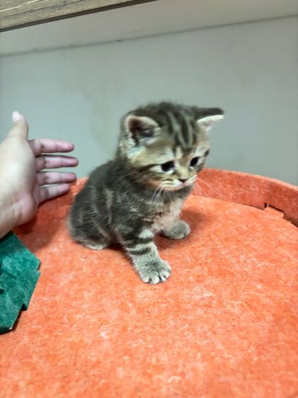 สก๊อตติชแท้หูตั้ง ลายแท็บบี้สีน้ำตาลเข้ม รูปที่ 5