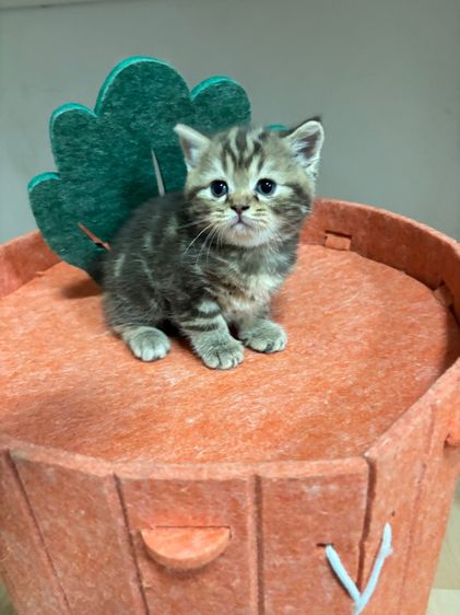 สก๊อตติชแท้หูตั้ง ลายแท็บบี้สีน้ำตาลเข้ม รูปที่ 3