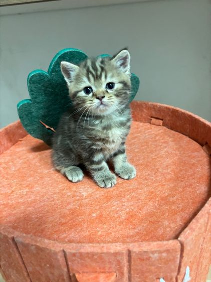 สก็อตติช โฟลด์ (Scottish Fold) สก๊อตติชแท้หูตั้ง ลายแท็บบี้สีน้ำตาลเข้ม