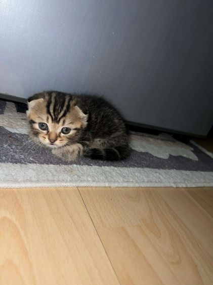 สก็อตติช โฟลด์ (Scottish Fold) สก็อตติชแท้ ดช.หูพับติด ลายแท็บบี้ สีดำ