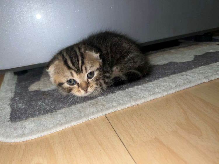 สก็อตติชแท้ ดช.หูพับติด ลายแท็บบี้ สีดำ รูปที่ 2