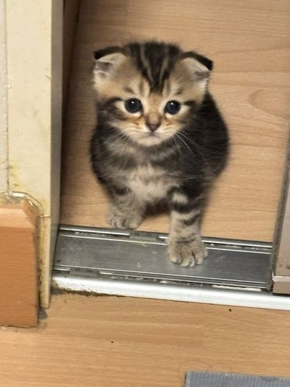 สก็อตติชแท้ ดญ.หูพับครึ่ง ลายแท็บบี้สีดำ รูปที่ 3