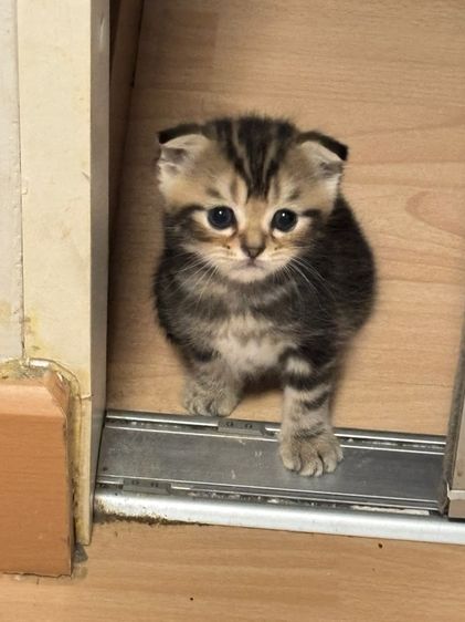สก็อตติช โฟลด์ (Scottish Fold) สก็อตติชแท้ ดญ.หูพับครึ่ง ลายแท็บบี้สีดำ