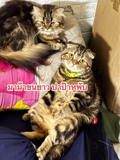 สก็อตติชแท้ ดญ.หูพับครึ่ง ลายแท็บบี้สีดำ รูปที่ 6