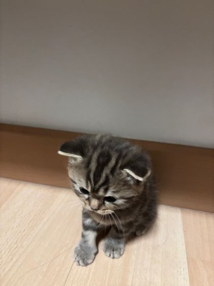 สก็อตติชแท้ ดญ.หูพับครึ่ง ลายแท็บบี้สีดำ รูปที่ 2