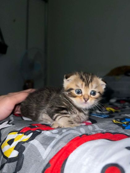 สก็อตติชแท้ ดญ.หูพับครึ่ง ลายแท็บบี้สีดำ รูปที่ 5