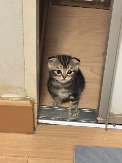 สก็อตติชแท้ ดญ.หูพับครึ่ง ลายแท็บบี้สีดำ รูปที่ 4