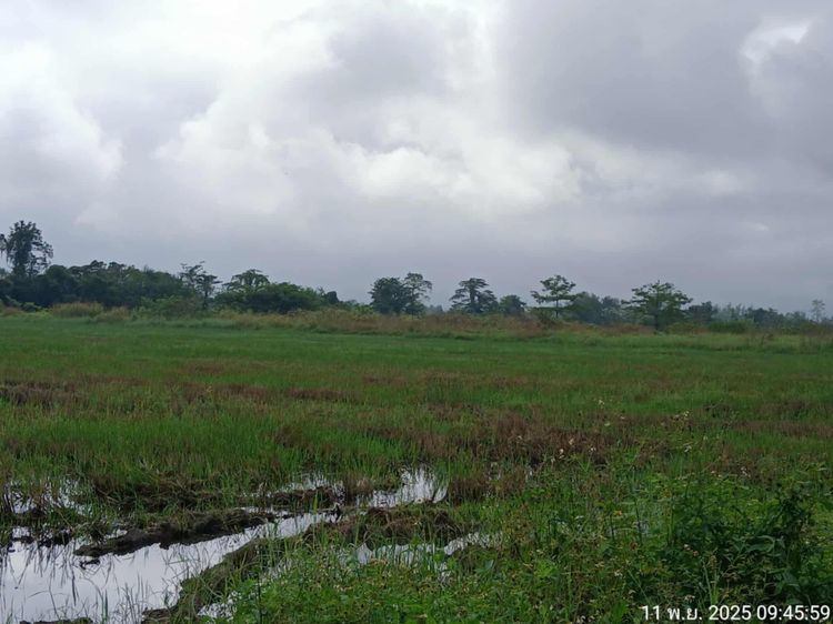 “ที่แม่ปูคา สันกำแพง ทำเลทองมาก‼️ ใกล้เมือง-ใกล้ศูนย์ราชการ ราคานี้หาไม่ได้แล้ว ที่สวย แปลงใหญ่ รูปที่ 2