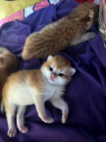 British Shorthair แท้ตาสีเขียว รูปที่ 7