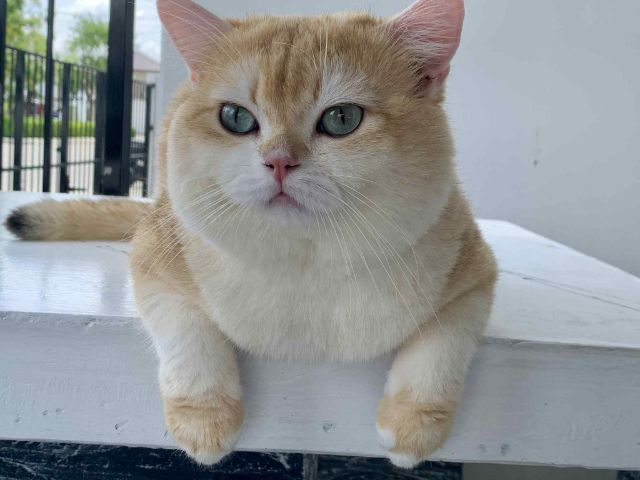 British Shorthair แท้ตาสีเขียว รูปที่ 8