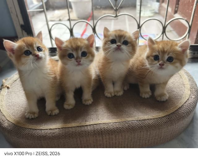 British Shorthair แท้ตาสีเขียว รูปที่ 3