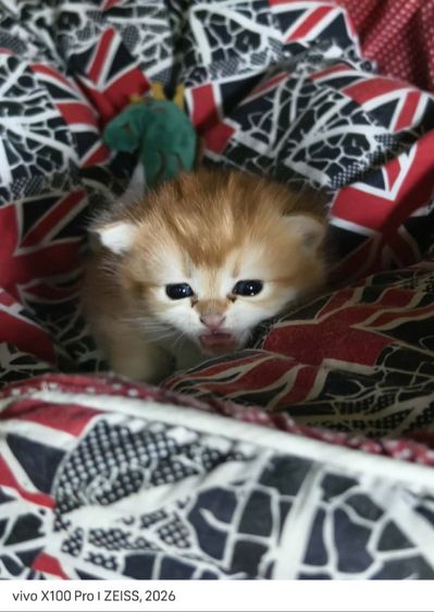 British Shorthair แท้ตาสีเขียว รูปที่ 4