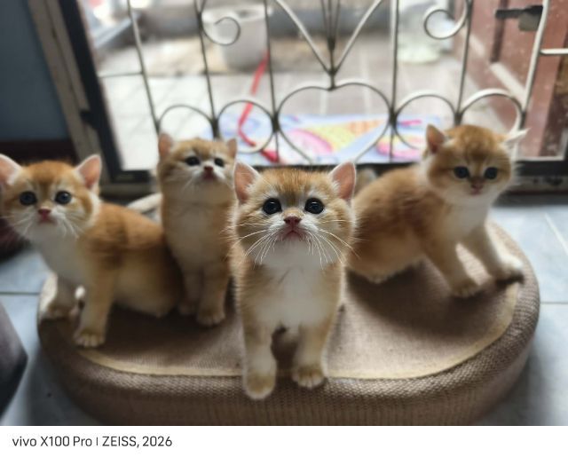 British Shorthair แท้ตาสีเขียว