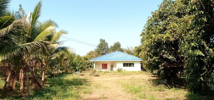 ใช่ ขายที่ดินในซอยริมทางหลวง107(เชียงใหม่-ฝาง)กม.48 บ้านปางกว้าง ซ.8 ต.อินทขิล อ.แม่แตง เชียงใหม่ เหมาะสำหรับทำโรงงาน โกดัง หรือทำสวน,พืชไร่ รูปที่ 3