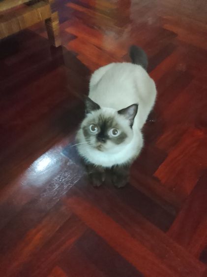 หิมาลายันขนสี้น เพศเมีย รูปที่ 2