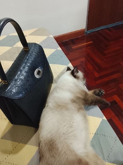 หิมาลายันขนสี้น เพศเมีย รูปที่ 4