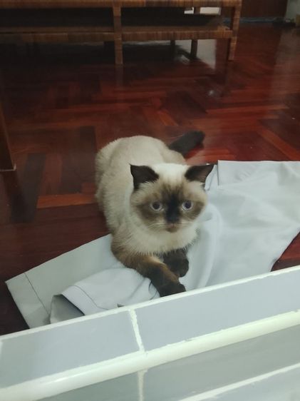 เปอร์เซีย (Persian) หิมาลายันขนสี้น เพศเมีย