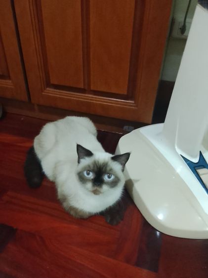 หิมาลายันขนสี้น เพศเมีย รูปที่ 3