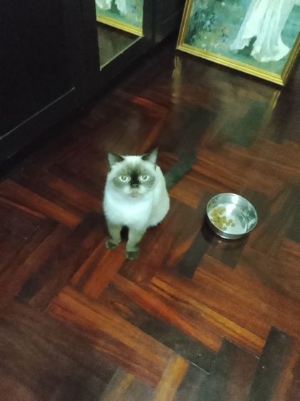 หิมาลายันขนสี้น เพศเมีย รูปที่ 5