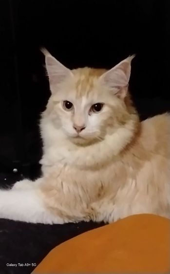 แมวเมนคูนเพศเมีย แท้พ่อแม่นำเข้า รูปที่ 10