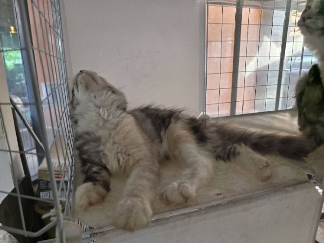 แมวเมนคูนเพศเมีย แท้พ่อแม่นำเข้า รูปที่ 7