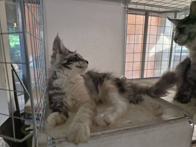 แมวเมนคูนเพศเมีย แท้พ่อแม่นำเข้า