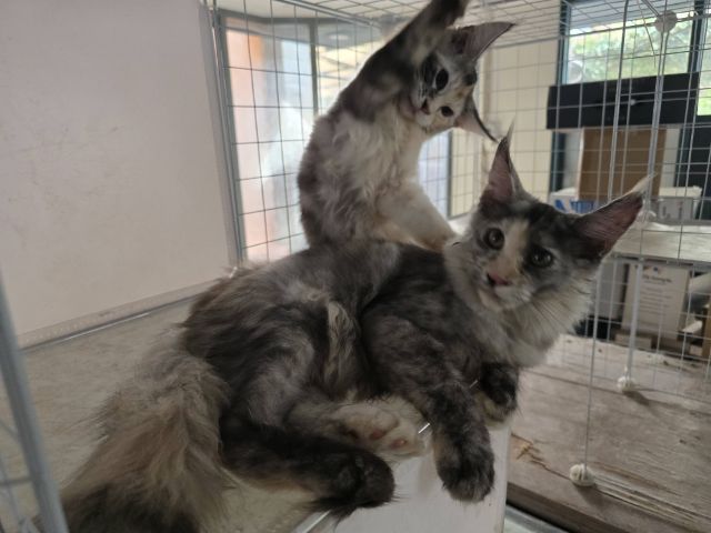 แมวเมนคูนเพศเมีย แท้พ่อแม่นำเข้า รูปที่ 3