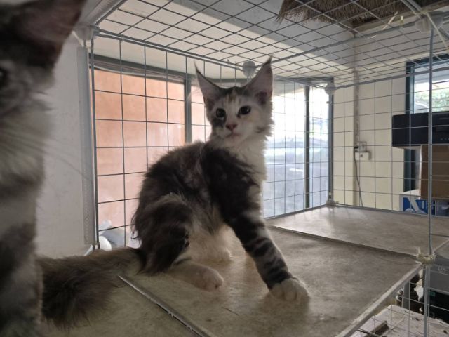 แมวเมนคูนเพศเมีย แท้พ่อแม่นำเข้า รูปที่ 2