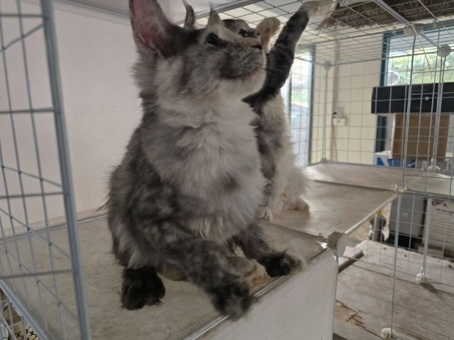 แมวเมนคูนเพศเมีย แท้พ่อแม่นำเข้า รูปที่ 5