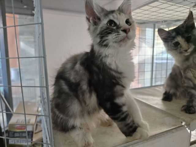 แมวเมนคูนเพศเมีย แท้พ่อแม่นำเข้า รูปที่ 4