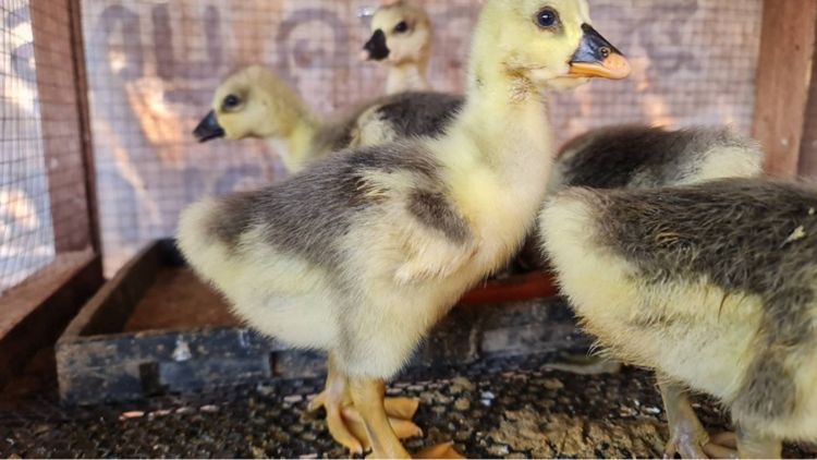 ลูกห่านหัวสิงโต รูปที่ 7