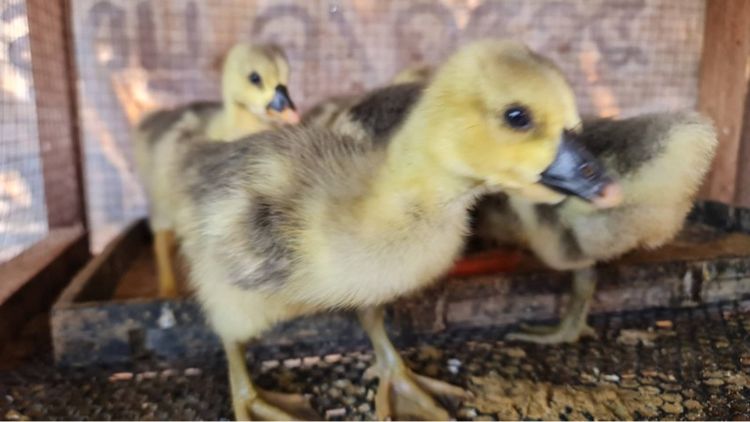 ลูกห่านหัวสิงโต รูปที่ 6