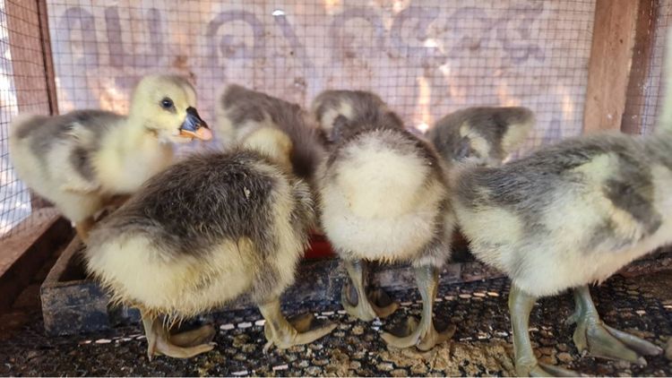 ลูกห่านหัวสิงโต รูปที่ 2