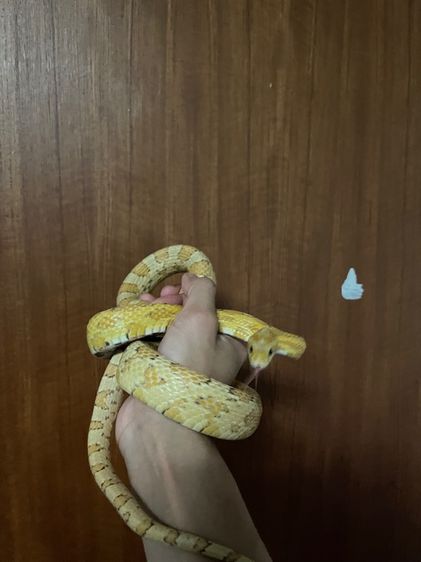 corn snake gold dust  รูปที่ 5