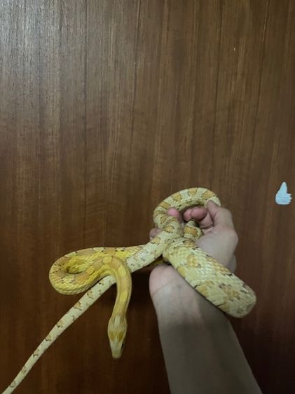 corn snake gold dust  รูปที่ 6