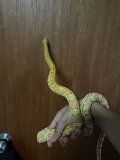 corn snake gold dust 