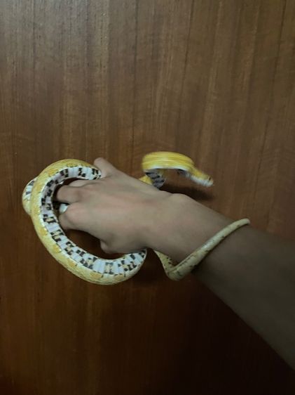 corn snake gold dust  รูปที่ 3