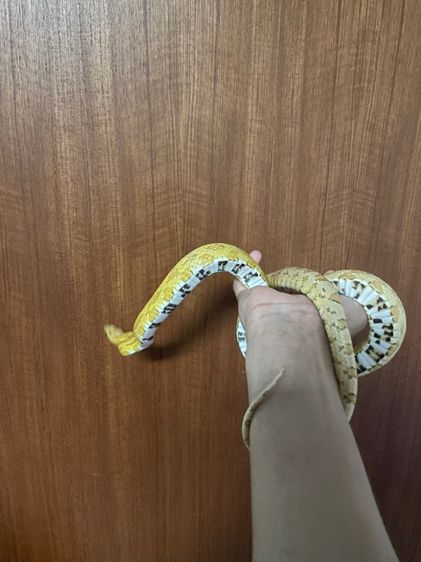 corn snake gold dust  รูปที่ 4