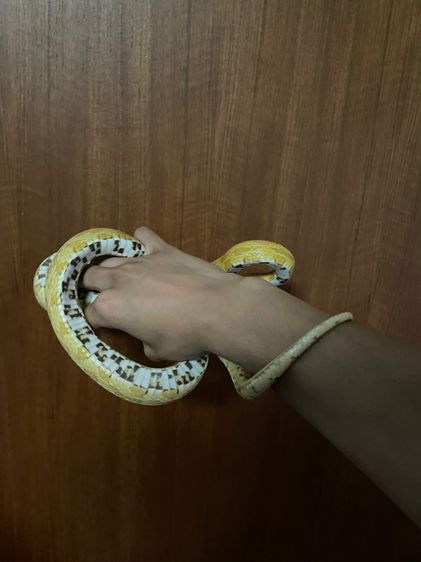 corn snake gold dust  รูปที่ 2